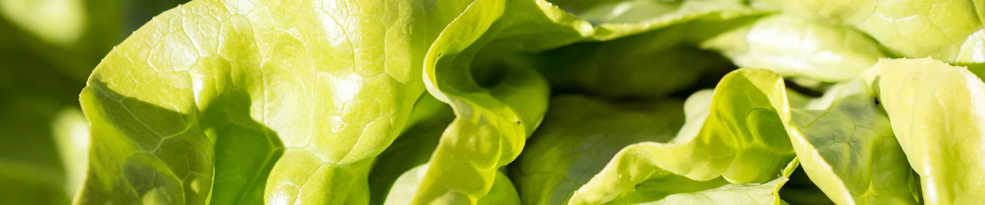 Grow it yourself: Lettuce