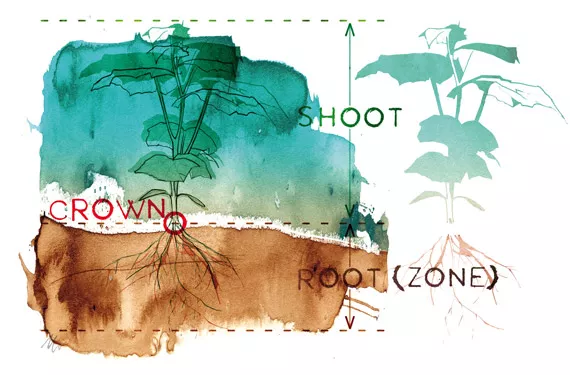 Root zone temperature and plant health