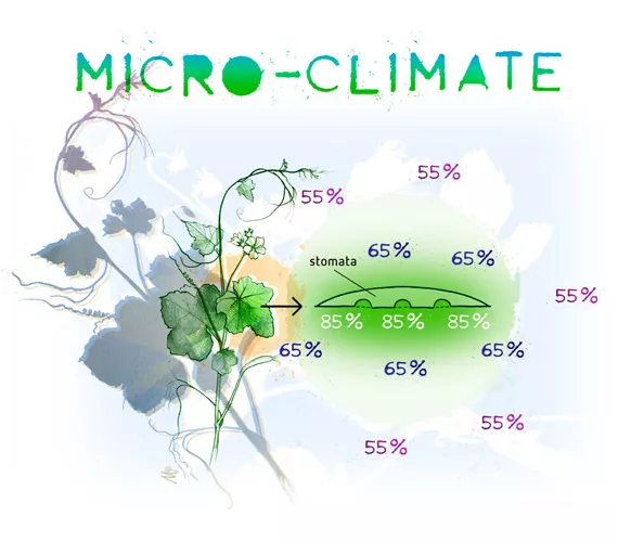 The importance of the plant environment - Part 1